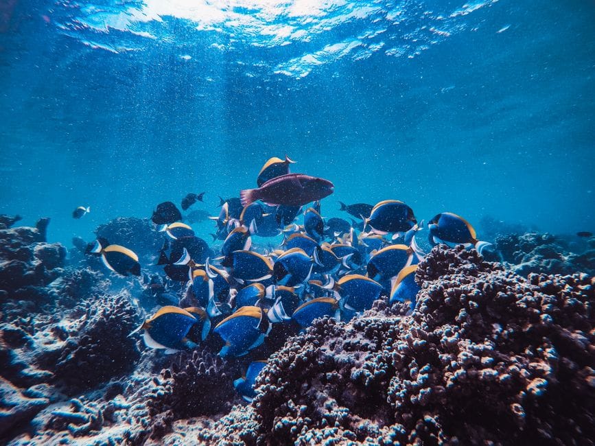 Reef fish moving over coral in clear shallow water