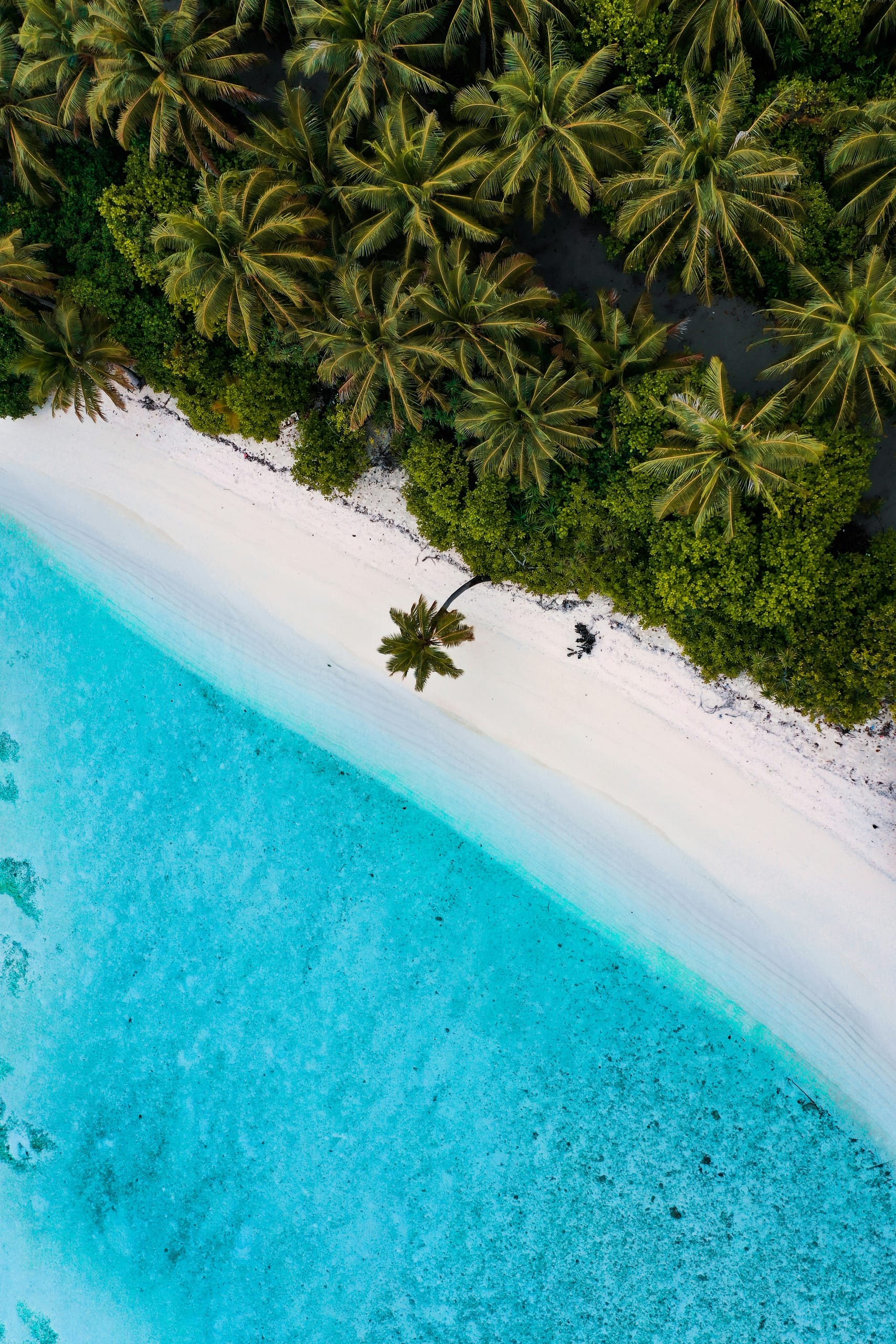 Aerial view of a single palm leaning over a white sand beach, jungle behind it and bright turquoise shallows in front